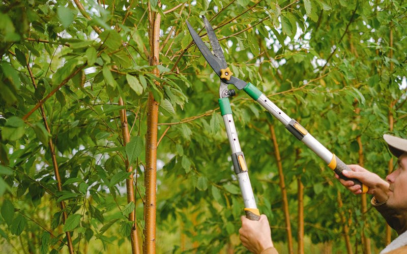 Tree trimming in Holstein, NE